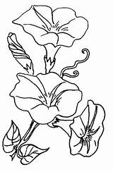 Glory Morning Coloring Pages Drawing Flowers Flower Flickr Vine Line Patterns Colouring Drawings Sew Glories Embroidery Via Clip Kids Getdrawings sketch template