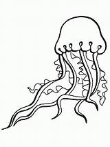 Jellyfish Qualle Colornimbus Clipartmag Letzte Malvorlagen sketch template
