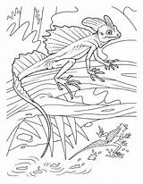Lizard Basilisk Coloring Colouring Pages Lizards Para Adults Print Cartoon Reptiles Printable Colorear Kids Frilled Adult Animal Two Basilisco Reptile sketch template