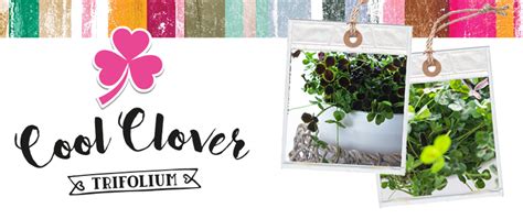 cool clover trifolium six types of clovers