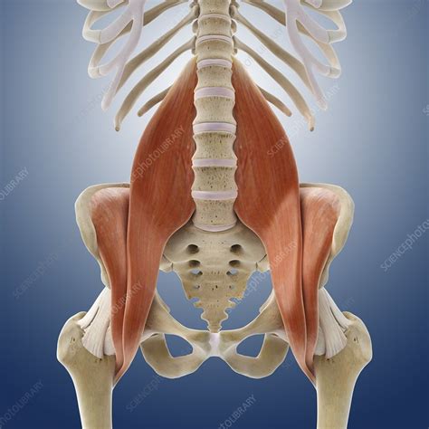 Iliopsoas Muscles Artwork Stock Image C013 4425 Science Photo
