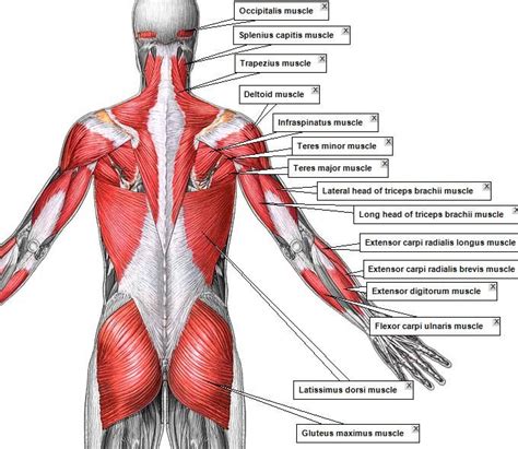 muscle anatomy lichaamsbeweging gezondheidszorg