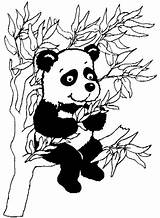 Panda Coloring Pages Printable Pandas Tree Color Print Kids Happy Cute Gif Sitting Eating sketch template