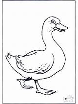 Goose Baby Coloring Gans Animals Tekening Dessin Pages Colorier Funnycoloring Google Popular Kids Advertisement Animales Library Clipart Birds Coloringhome Nl sketch template