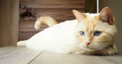 7 scientifically proven health benefits of being a cat owner goodnet