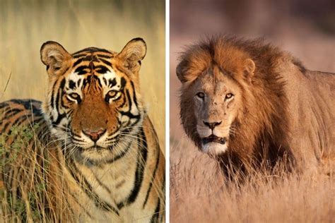Tiger Vs Lion Size Comparison Are Tigers Bigger Than Lions