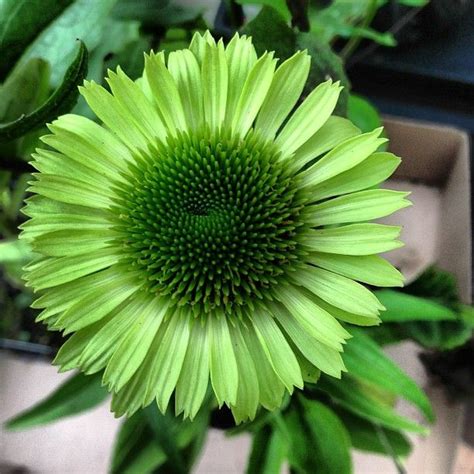 35 best green flowers images on pinterest green flowers