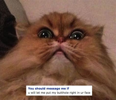 The Cat Who Gets Straight To The Point Creepy Cat Funny Cute Cats