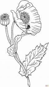 Poppy Opium Supercoloring Coloring Poppies sketch template