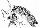 Pike Brochet Lucius Esox Linnaeus Poissons Bass Dakota Largemouth Pixnio Micropterus Cattails Salmoides Oiseau Cormoran Tailed Salamander Eurycea Lined Pyrography sketch template