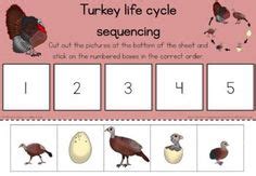 turkey life cycle ideas life cycles turkey thanksgiving activities