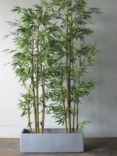 whats   bamboo  grow  pots topbambooproductscom