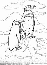 Galapagos Coloring Pages Book Dover Penguin Books Choose Board Note sketch template