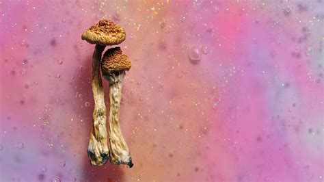Guide To Microdosing Mushrooms Advanced Mycology