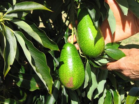 How To Tell The Difference Between Male And Female Avocado Seeds
