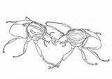 Colorear Escarabajos Luchando Combattimento Kevers Kleurplaat Vechtende Scarabei Insectos Grote Educima sketch template