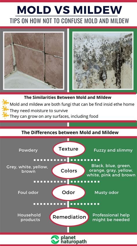mold toxicity  steps  protect   mold exposure planet naturopath