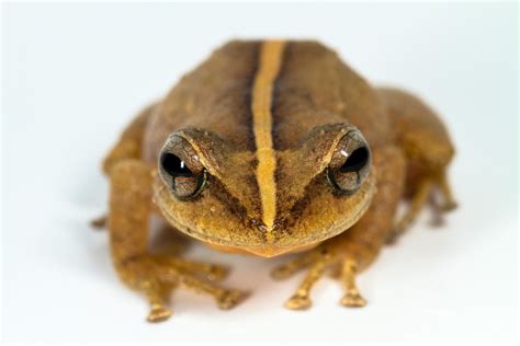 coqui fossil takes title  oldest caribbean frog pride  puerto rico