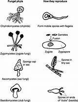 Fungi Worksheet Coloring Groups Types Major Scientists Biology Worksheeto Via Study Help Educational Education Games sketch template