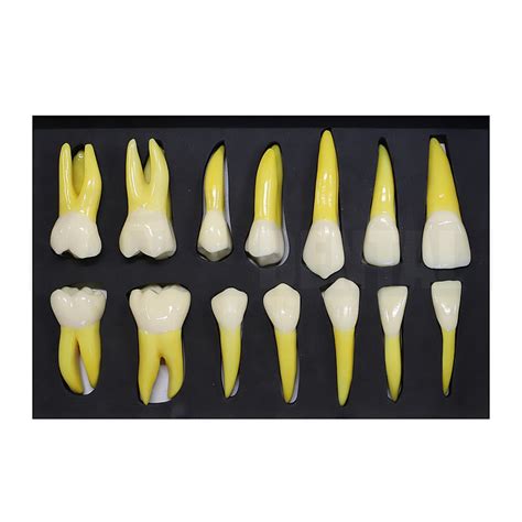 times size tooth morphology set    large teeth quad quad  dental pty