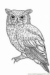 Owl Realistic Coloring Pages Eastern Print Printable Color Birds Getcolorings Colori sketch template