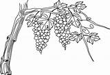 Vine Drawing Grape Line Drawings sketch template
