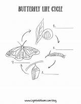 Butterfly Coloring Cycle Life Drawing Pages Plant Printable Popular Paintingvalley Coloringhome Drawings sketch template