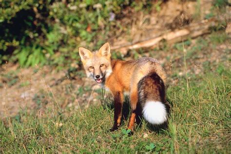 fox bite reported   corner
