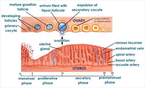 Reproductive System Josi S Anatomy And Physiology