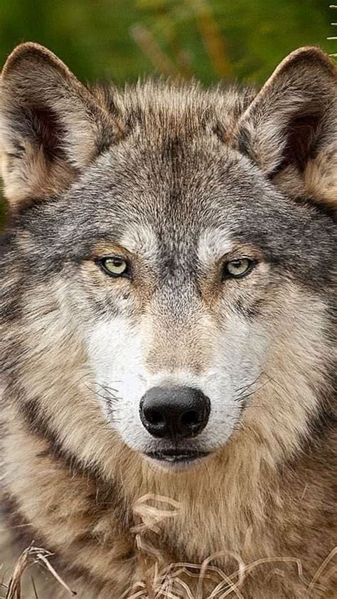 angry wolf face wallpapers wwwwolf wallpaperspro