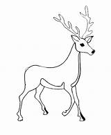 Deer Coloring Pages Head Whitetail Tailed Getcolorings Color Getdrawings sketch template