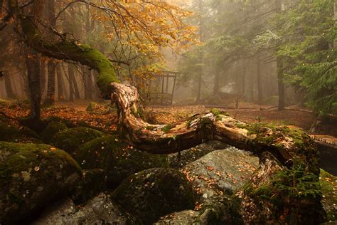 fairy tale forest facebook page pavelpronincom pavel pronin flickr