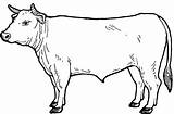 Cow Angus sketch template