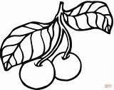 Cerezas Ciliegie Cherries Visine Cirese Kolorowanka Colorat Pflaume Frutta Ciruelas Plum Ausmalbild sketch template