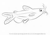 Catfish Draw Drawing Step Cat Fish Drawingtutorials101 Fishes Tutorials sketch template
