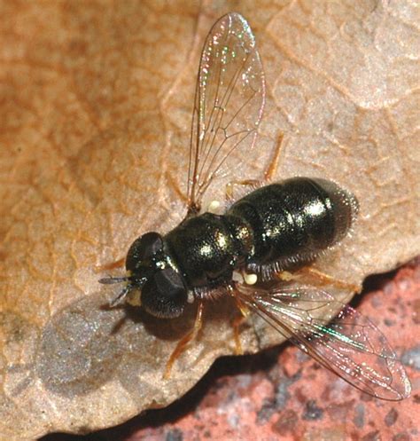 black hover fly paragus haemorrhous bugguidenet