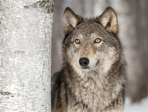 gray wolf facts animals  north america worldatlascom