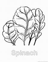 Spinach Coloring Pages Zoom Print Designlooter 28kb 930px sketch template