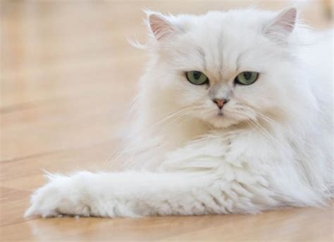 persian cats  complete guide