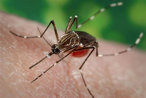 aedes aegypti mosquito britannica