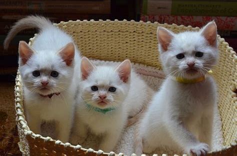 dsc 1787 by lalalaurie via flickr kitty white cats