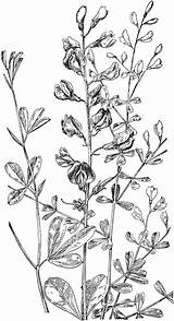Wild Pulse Baptisia Leguminosae Australis Tinctoria sketch template
