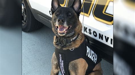 Ace The K9 Gets Body Armor Thanks To Donation