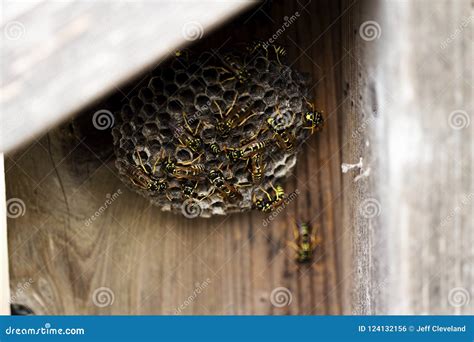 zwarte en gele horzels die bijenkorf bouwen op houten omheining stock foto image  wesp