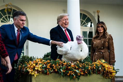 the annual turkey pardon is one of the few norms president trump has