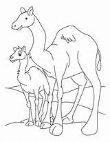 Camel Coloring Pages Baby Camels Colouring Print Kids Needle Color Animal Outline Getdrawings Getcolorings Comments sketch template