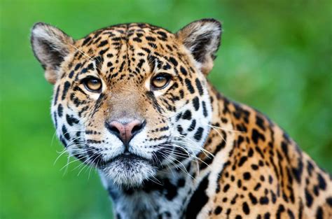 jaguar panthera onca lifestyle diet   wildlife explained