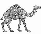 Camels sketch template