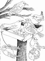 Vogels Vogel Kleurplaten Dieren Malvorlage Tekeningen Kleurboeken Stimmen Bezoeken Stemmen sketch template