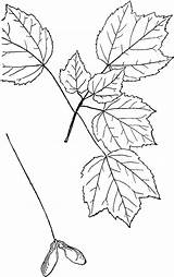 Maple Clipart Acer Genus Trees Texas Etc Search Large Leaf Outline Usf Edu sketch template